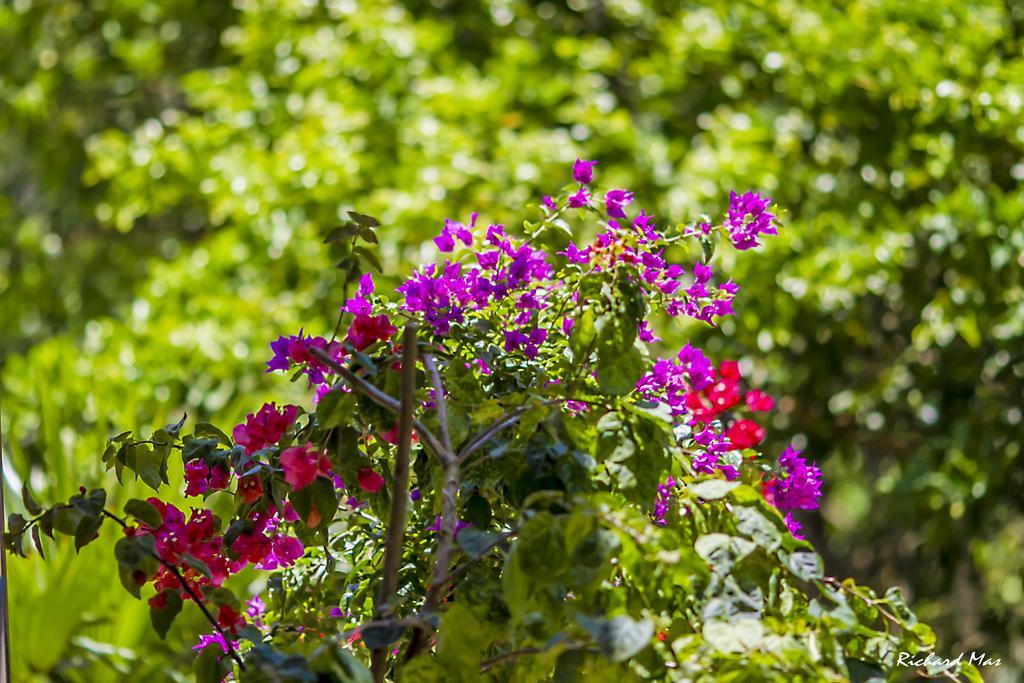 Jardim Secreto Villa Morro de São Paulo Eksteriør billede